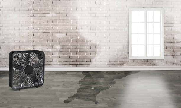 Carpet water damage restoration in Du Quoin, IL