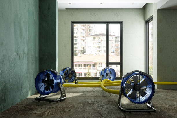 Best Water damage contractors near me  in Du Quoin, IL